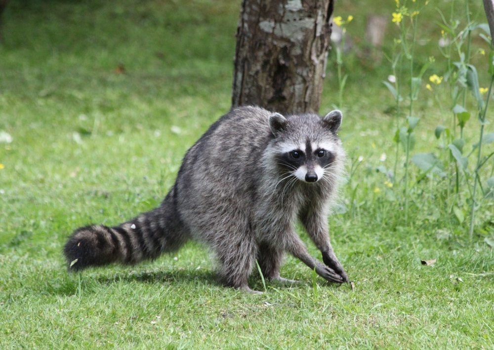 Another Visitor